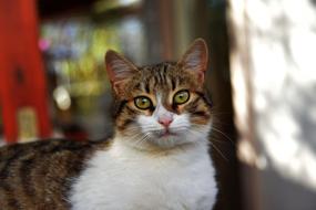 funny cat on the street