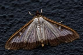 Motte Butterfly Insect