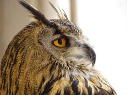 Owl Animal Eyes
