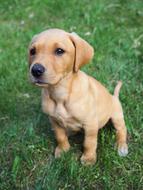 little puppy sitting