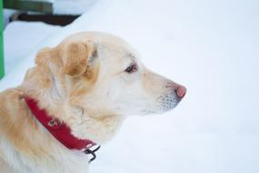 Dog Labrador Winter