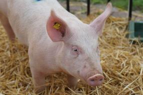 Pig Young Animal Piglet