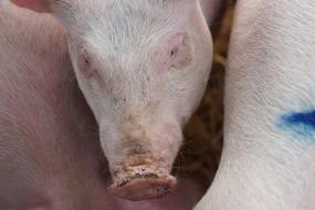Pig Young Animal Piglet