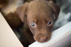 Dog Adoption Puppy