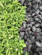fresh garden basil herbs
