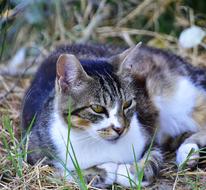 Cat Pet blur macro