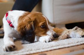 Dog Pet Animal