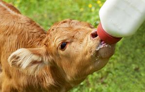 Calf Bottle Fed Nursing Brown