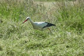 Stork Field Grass Rattle
