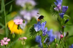 Hummel Flower Meadow Chemnitz