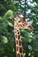 Giraffe Zoo Schönbrunn