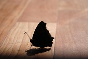 Butterfly Silhouette Insect