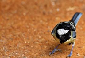 Tit Songbird Bird Small