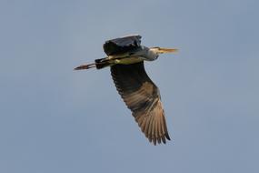 Grey Heron