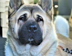Dog Face Canine