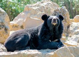 Bear Mammal Cry
