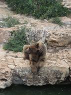 Bear Animal