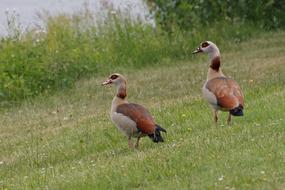 Animals Bird Goose Water