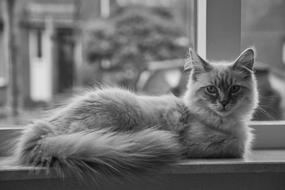 Cats Pet