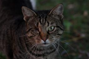 Cat Dim About
