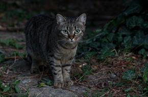 striped cat walking in the garden