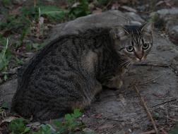 Cat Stripes Gray