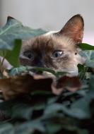 Cat Burmese Blue Eyes