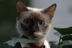 Cat Burmese Blue Eyes