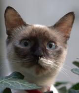 Cat Burmese Blue Eyes