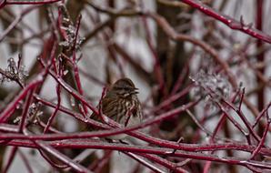 Bird Ice Storm Winter