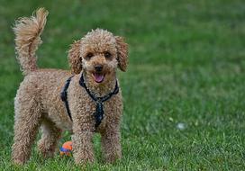 Poodle Dog Pet
