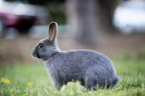 Bunny Rabbit Grass