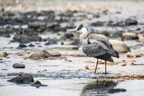 Heron Grey Baden