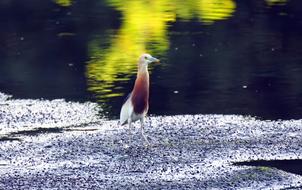 Heron Wild Wildlife