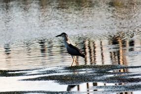 Wild Bird Wildlife