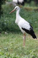 Stork Bird Feathered Race
