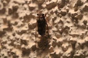 Insect Nature Blur