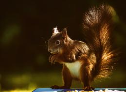 Squirrel Animal Nager