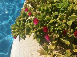 Pool Summer Water