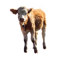 big cow on a white background