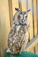 Zoo Owl Bird