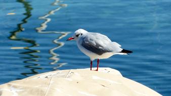 Seagull Lake Bird