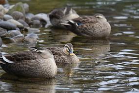 Animal Pond Waterside
