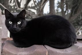 Cat Black Animal