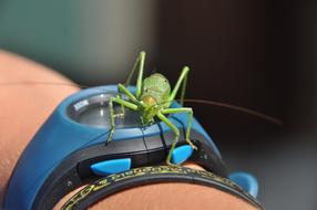 Desert Locust Watch Summer