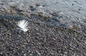 Feather Texture