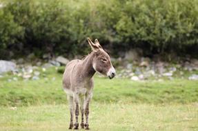 Donkey Meadow Rush
