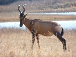 Red Hartebeest Antelope Males