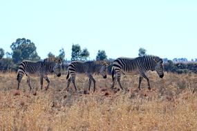 Hartmann'S Zebra Mountain