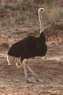 Bouquet Ostriches Bird Flightless